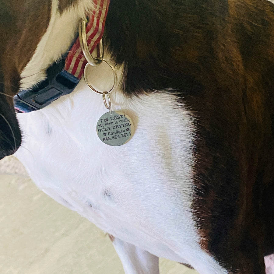 dog tag hanging from boxer dog's collar